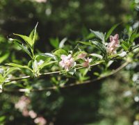 Aperture: 5
Camera: Canon EOS 5D Mark III
Iso: 400 Woodland Flowers