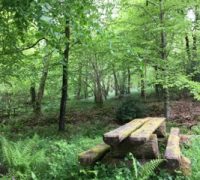 Middlecoombe Woodland