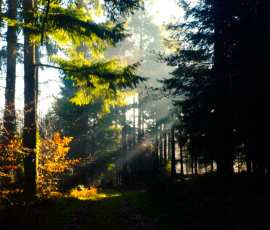 The private woodlands of Middle Coombe Farm Devon