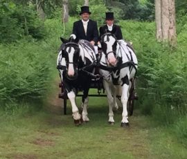 close up horse and carriage in woods