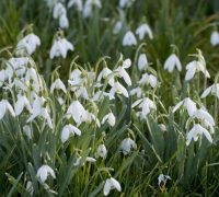 snowdrops