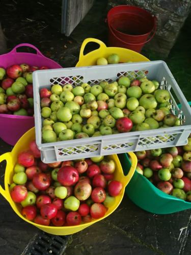 Graded Apples