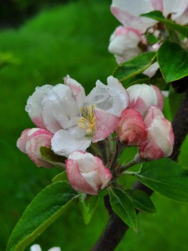 blossom2