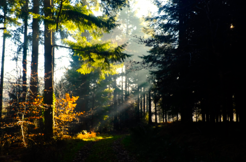 The private woodlands of Middle Coombe Farm Devon