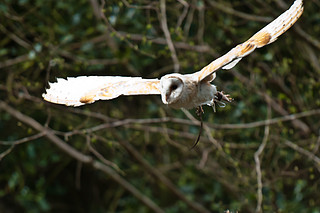 Barn Owl