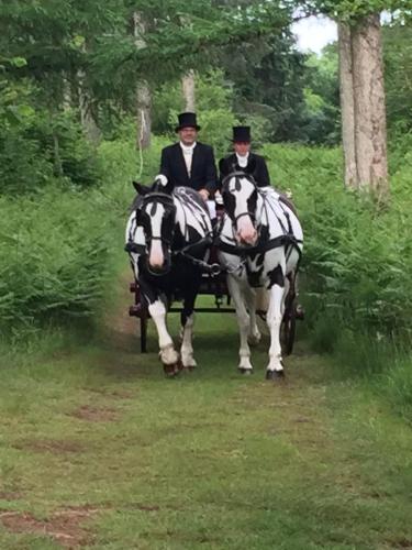 close up horse and carriage in woods