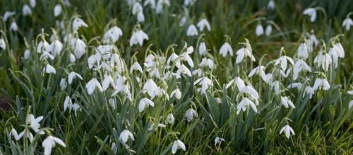 snowdrops