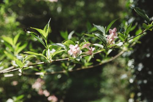 Woodland Flowers